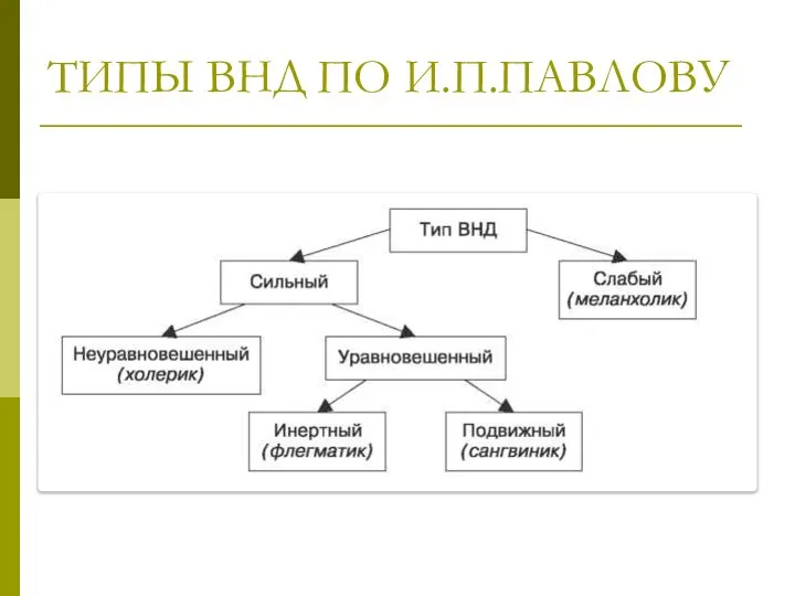 ТИПЫ ВНД ПО И.П.ПАВЛОВУ