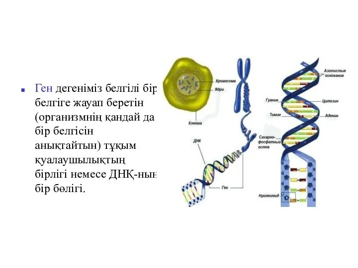 Ген дегеніміз белгілі бір белгіге жауап беретін (организмнің қандай да бір белгісін