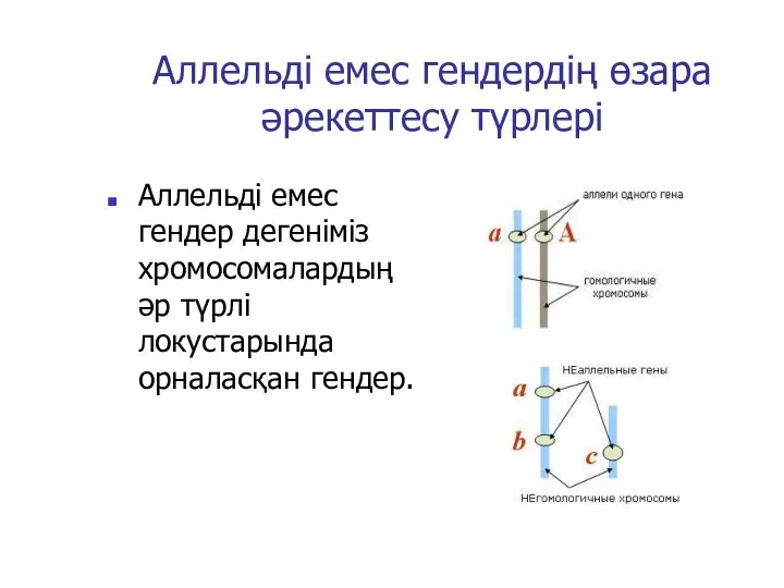 Аллельді емес гендердің өзара әрекеттесу түрлері Аллельді емес гендер дегеніміз хромосомалардың әр түрлі локустарында орналасқан гендер.