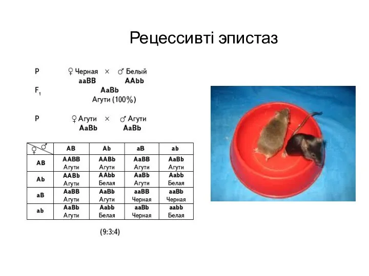 Рецессивті эпистаз