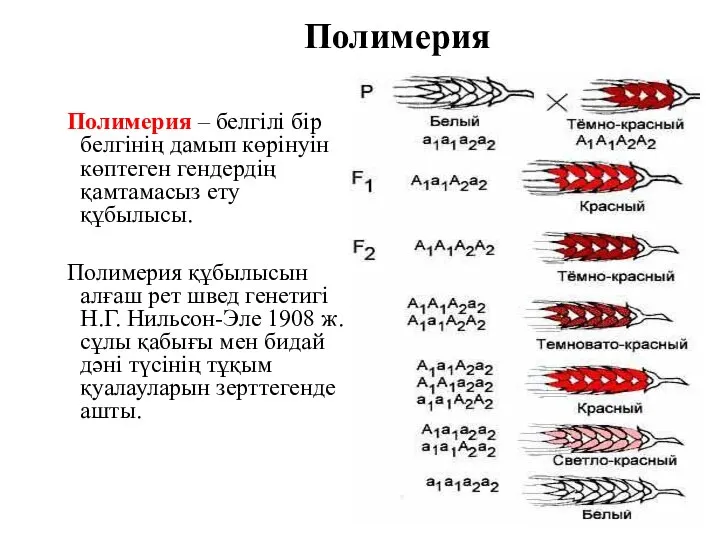 Полимерия Полимерия – белгілі бір белгінің дамып көрінуін көптеген гендердің қамтамасыз ету