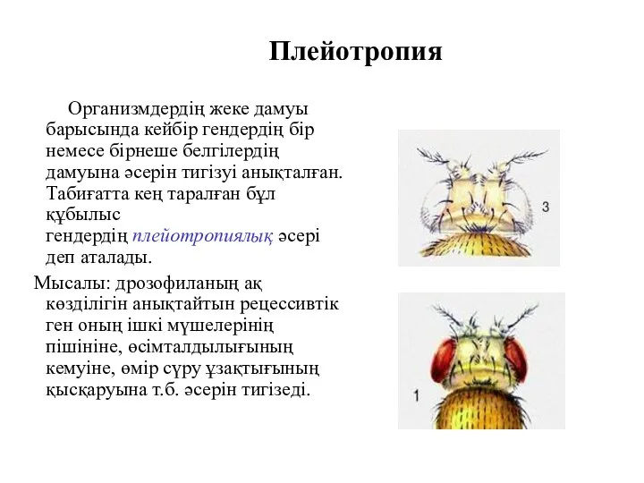 Плейотропия Организмдердің жеке дамуы барысында кейбір гендердің бір немесе бірнеше белгілердің дамуына