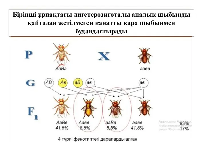 Бірінші ұрпақтағы дигетерозиготалы аналық шыбынды қайтадан жетілмеген қанатты қара шыбынмен будандастырады