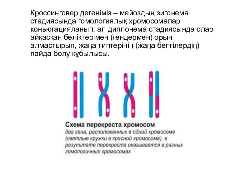 Кроссинговер дегеніміз – мейоздың зигонема стадиясында гомологиялық хромосомалар коньюгацияланып, ал диплонема стадиясында