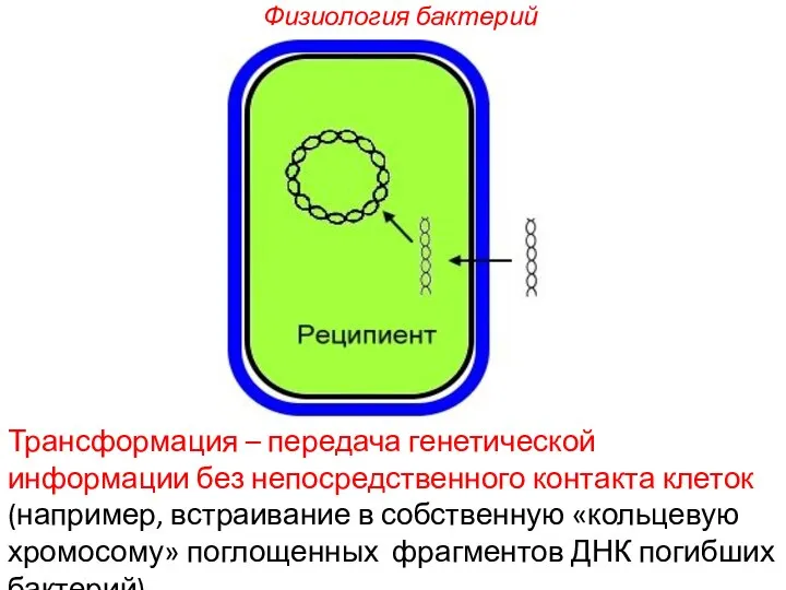 Трансформация – передача генетической информации без непосредственного контакта клеток (например, встраивание в