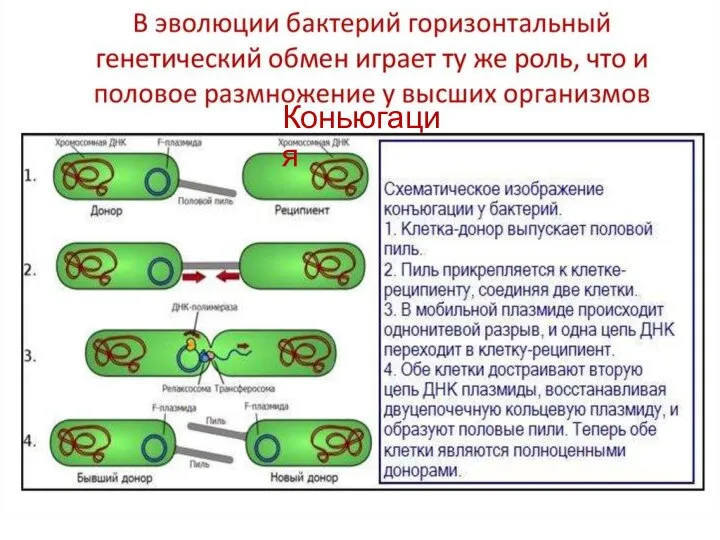 Коньюгация