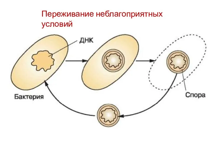 Переживание неблагоприятных условий