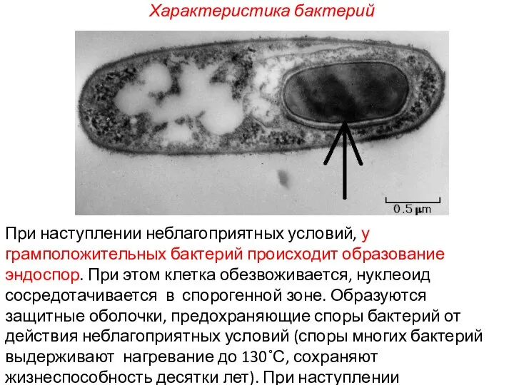 При наступлении неблагоприятных условий, у грамположительных бактерий происходит образование эндоспор. При этом