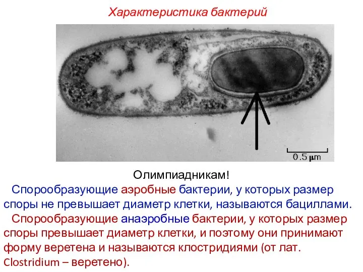 Олимпиадникам! Спорообразующие аэробные бактерии, у которых размер споры не превышает диаметр клетки,