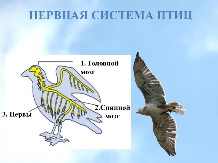 НЕРВНАЯ СИСТЕМА ПТИЦ 1. Головной мозг 2.Спинной мозг 3. Нервы