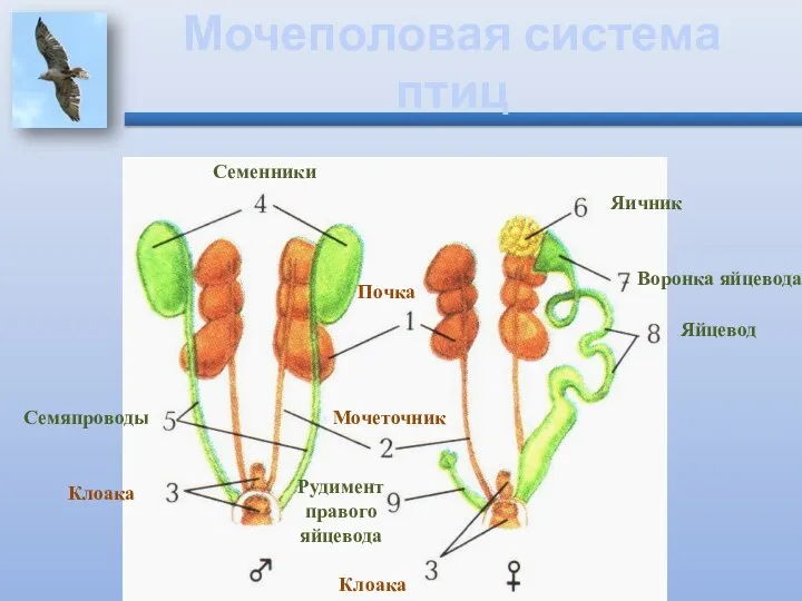 Мочеполовая система птиц Почка Мочеточник Клоака Семенники Семяпроводы Яичник Воронка яйцевода Яйцевод Рудимент правого яйцевода Клоака