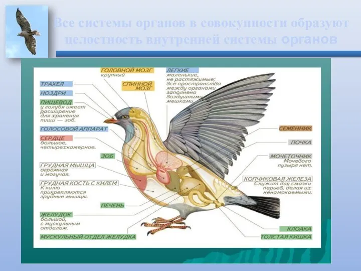Все системы органов в совокупности образуют целостность внутренней системы органов