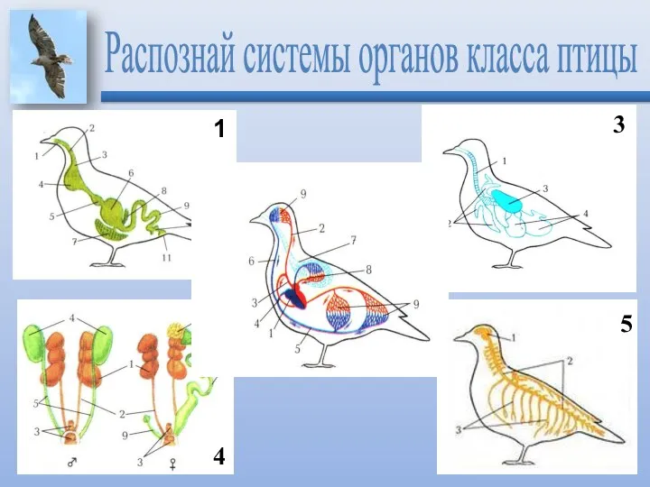 Распознай системы органов класса птицы 1 2 3 4 5