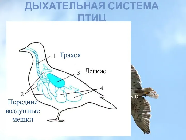 ДЫХАТЕЛЬНАЯ СИСТЕМА ПТИЦ Трахея Передние воздушные мешки Лёгкие Задние воздушные мешки