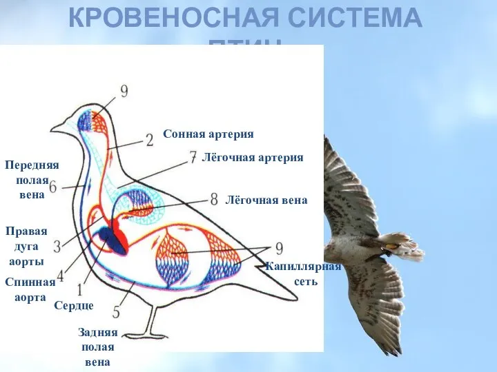 КРОВЕНОСНАЯ СИСТЕМА ПТИЦ Сердце Сонная артерия Правая дуга аорты Спинная аорта Задняя