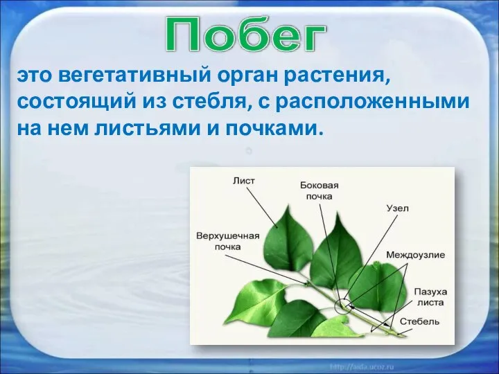 это вегетативный орган растения, состоящий из стебля, с расположенными на нем листьями и почками.