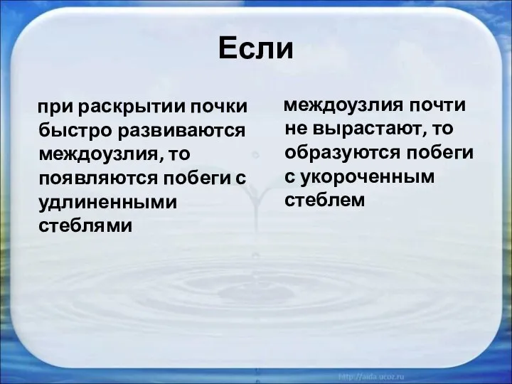 Если при раскрытии почки быстро развиваются междоузлия, то появляются побеги с удлиненными