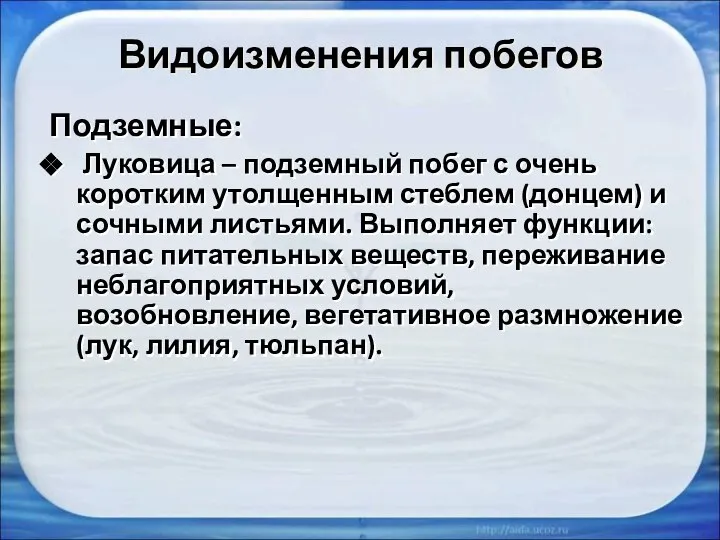 Видоизменения побегов Подземные: Луковица – подземный побег с очень коротким утолщенным стеблем