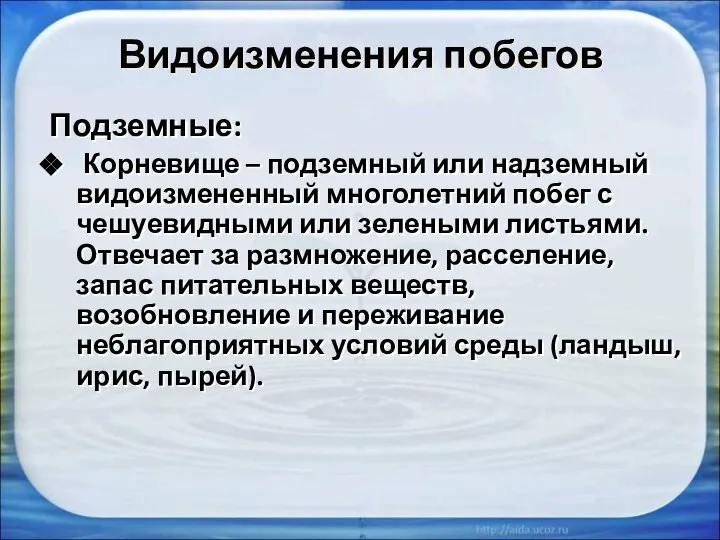 Видоизменения побегов Подземные: Корневище – подземный или надземный видоизмененный многолетний побег с