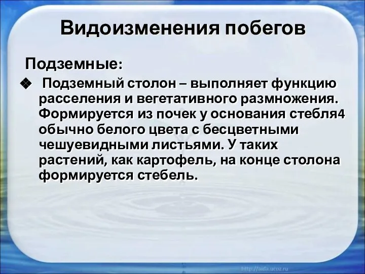 Видоизменения побегов Подземные: Подземный столон – выполняет функцию расселения и вегетативного размножения.