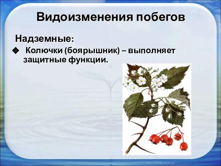 Видоизменения побегов Надземные: Колючки (боярышник) – выполняет защитные функции.