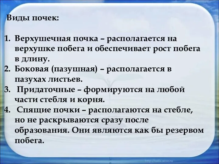 Виды почек: Верхушечная почка – располагается на верхушке побега и обеспечивает рост