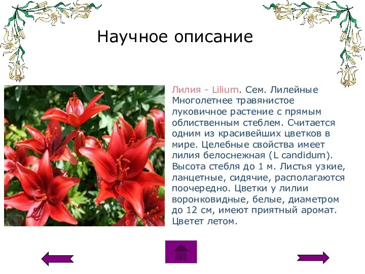 Лилия - Lilium. Сем. Лилейные Многолетнее травянистое луковичное растение с прямым облиственным