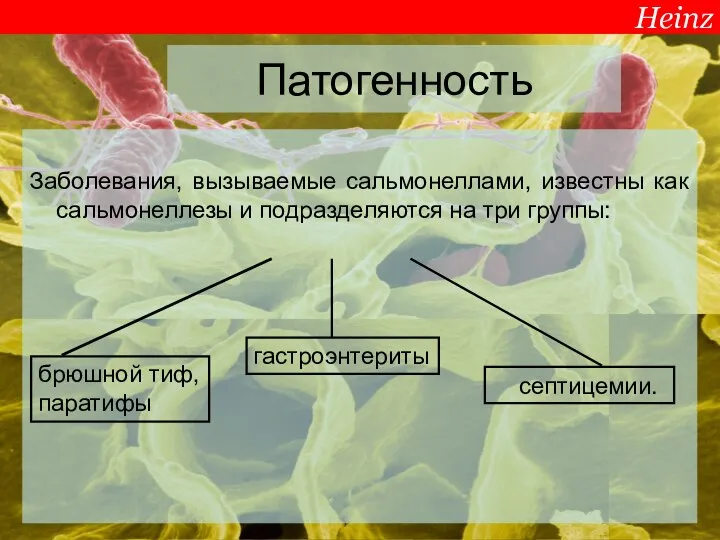 Патогенность Заболевания, вызываемые сальмонеллами, известны как сальмонеллезы и подразделяются на три группы: