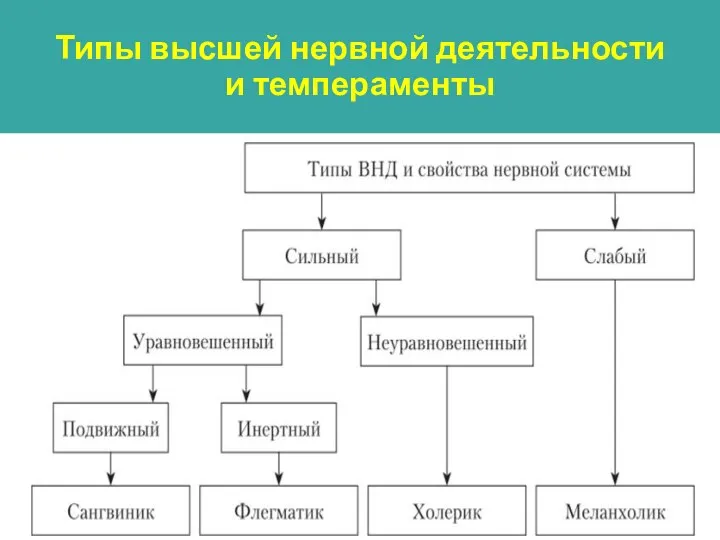 Типы высшей нервной деятельности и темпераменты