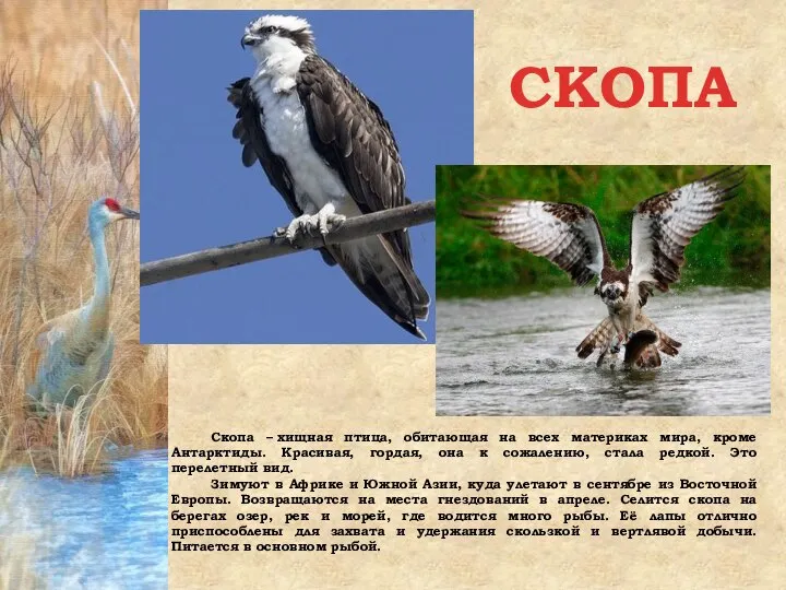 СКОПА Скопа – хищная птица, обитающая на всех материках мира, кроме Антарктиды.