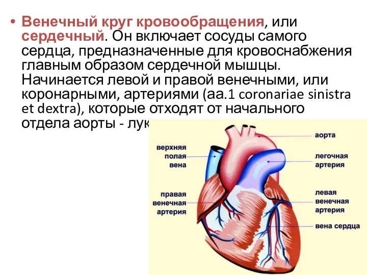 Венечный круг кровообращения, или сердечный. Он включает сосуды самого сердца, предназначенные для