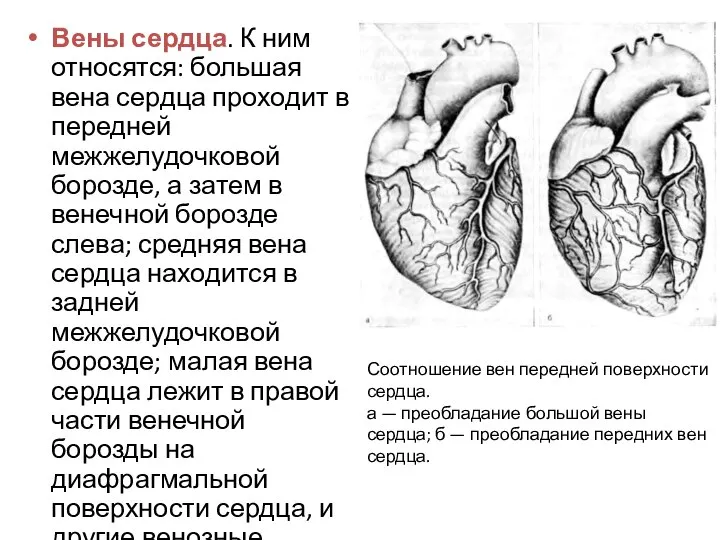 Вены сердца. К ним относятся: большая вена сердца проходит в передней межжелудочковой