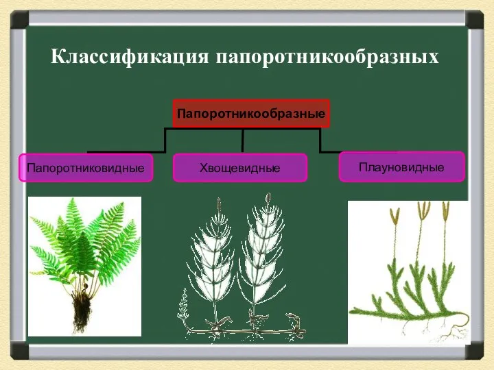 Классификация папоротникообразных Папоротникообразные Папоротниковидные Хвощевидные Плауновидные