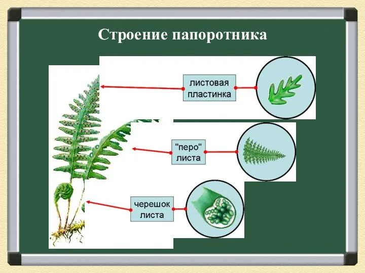 Строение папоротника