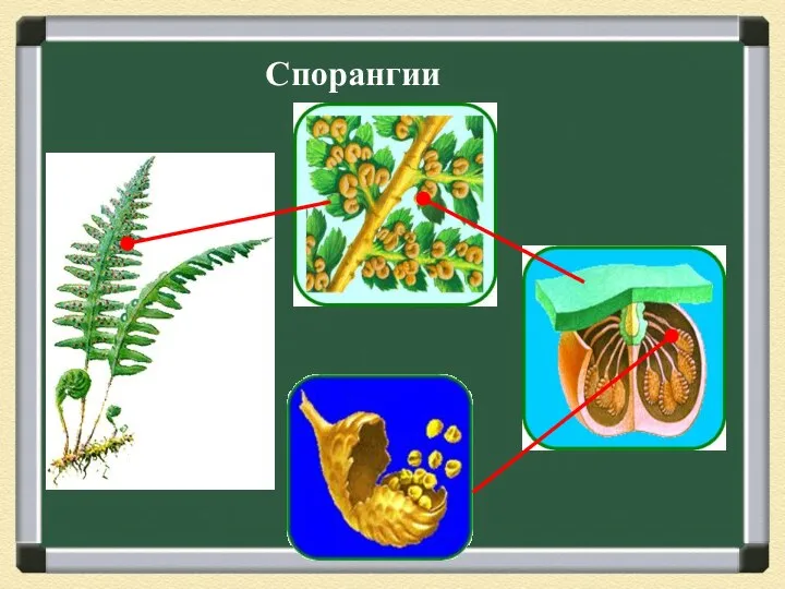 Спорангии