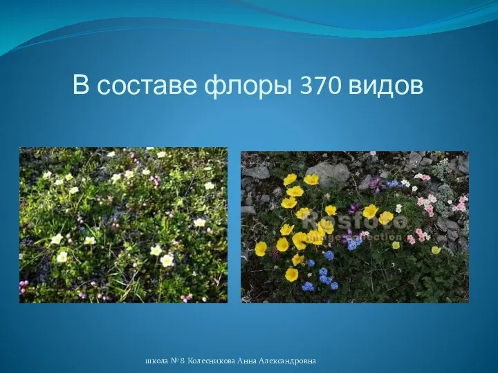 В составе флоры 370 видов школа № 8 Колесникова Анна Александровна