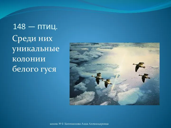 148 — птиц. Среди них уникальные колонии белого гуся школа № 8 Колесникова Анна Александровна