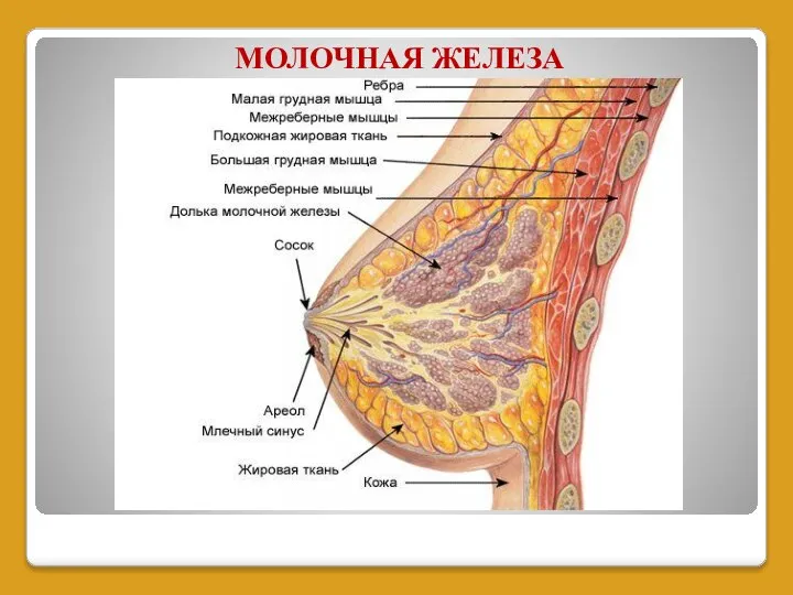 МОЛОЧНАЯ ЖЕЛЕЗА