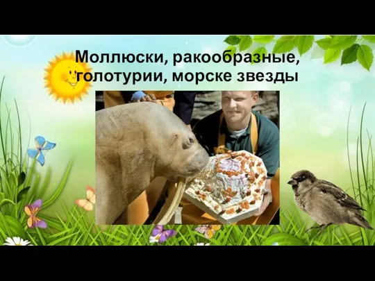 Моллюски, ракообразные, голотурии, морске звезды