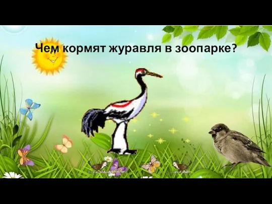 Чем кормят журавля в зоопарке?