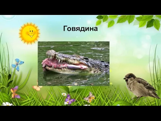 Говядина