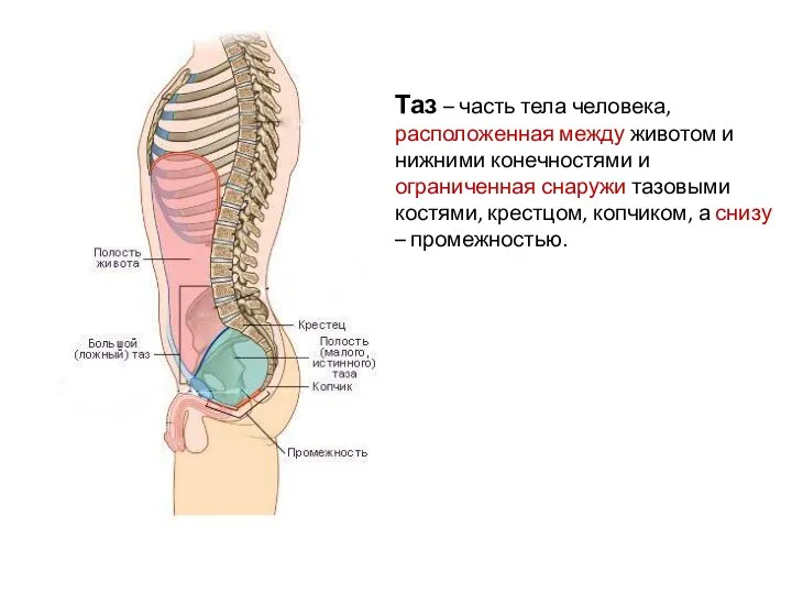 Таз – часть тела человека, расположенная между животом и нижними конечностями и