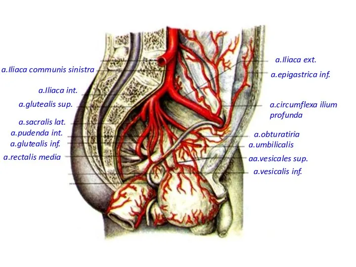 a.Iliaca ext. a.epigastrica inf. a.circumflexa ilium profunda a.umbilicalis aa.vesicales sup. a.obturatiria a.vesicalis