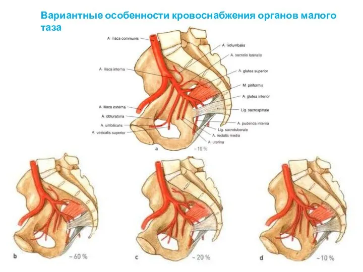 Вариантные особенности кровоснабжения органов малого таза