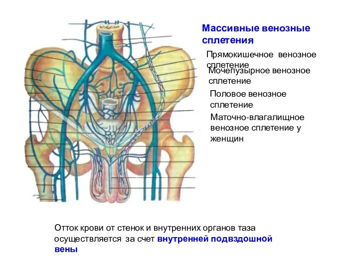 Массивные венозные сплетения Половое венозное сплетение Мочепузырное венозное сплетение Маточно-влагалищное венозное сплетение