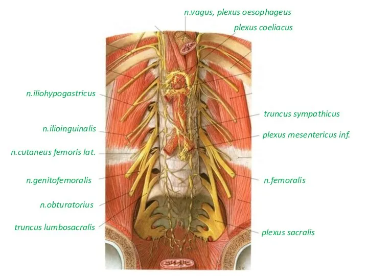 n.vagus, plexus oesophageus plexus coeliacus truncus sympathicus plexus mesentericus inf. n.femoralis plexus