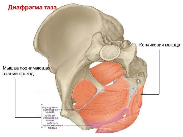 Диафрагма таза Мышца поднимающая задний проход Копчиковая мышца