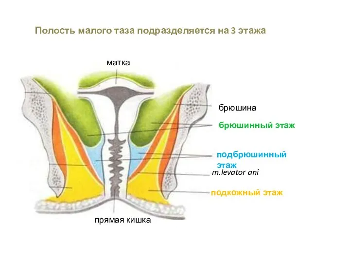 Полость малого таза подразделяется на 3 этажа матка брюшина брюшинный этаж подбрюшинный