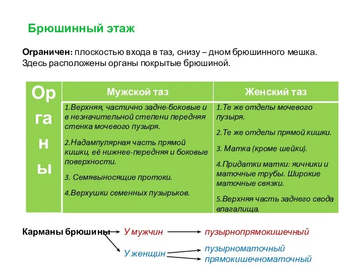 Брюшинный этаж Ограничен: плоскостью входа в таз, снизу – дном брюшинного мешка.