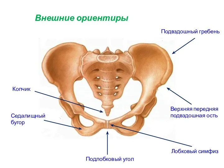 Внешние ориентиры Подвздошный гребень Верхняя передняя подвздошная ость Лобковый симфиз Копчик Седалищный бугор Подлобковый угол